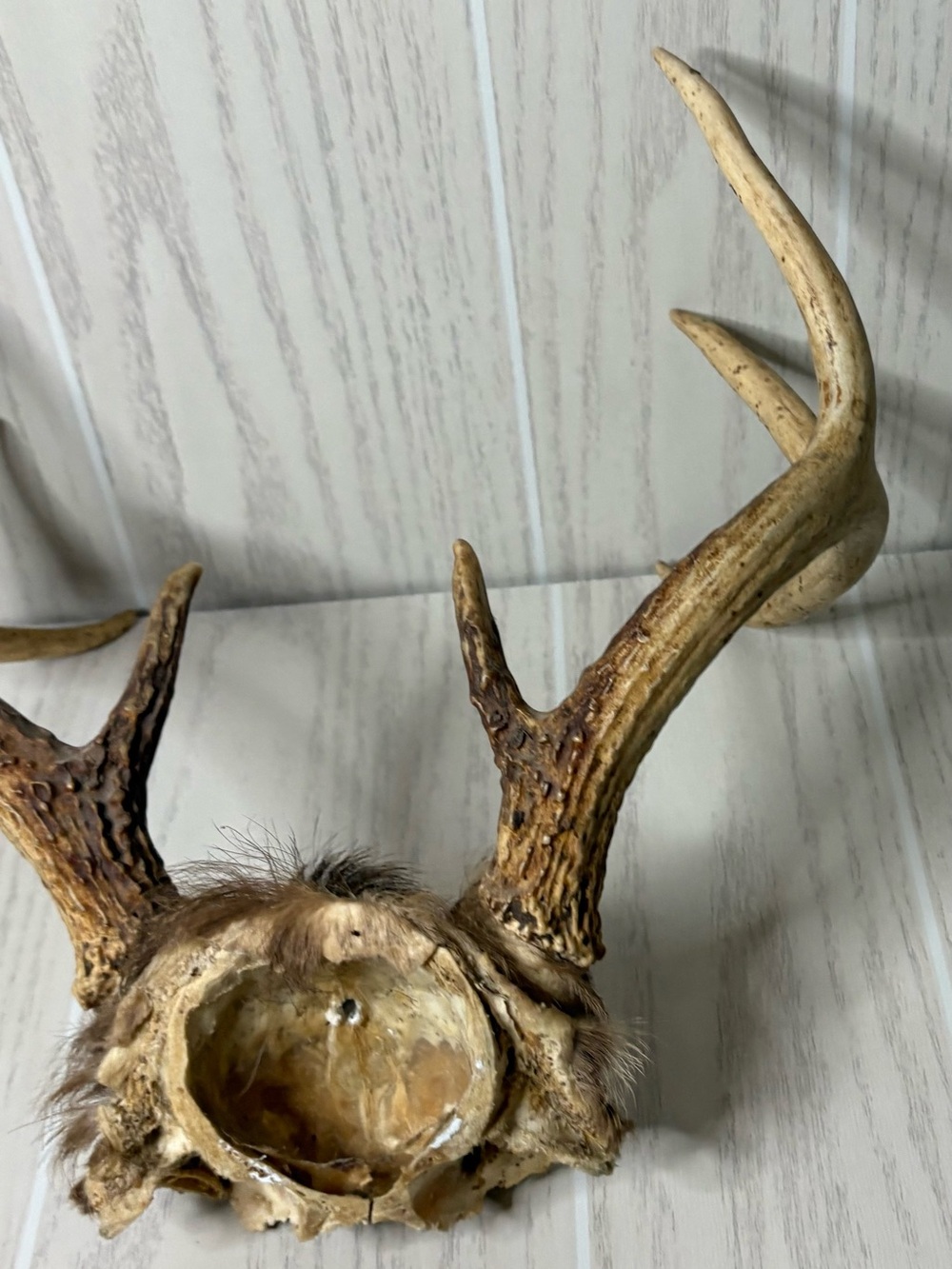 Vintage Whitetail Deer Antlers With Skull Cap Rustic Man Cave Cabin Decor 4 - Picture 8 of 9